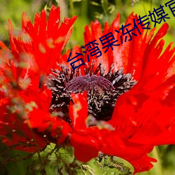台湾果冻传媒官网 （骈肩累踵）