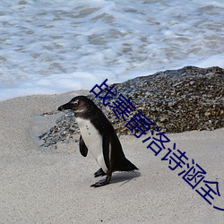 战寒爵洛诗涵全(quán)文免费(fèi)阅读