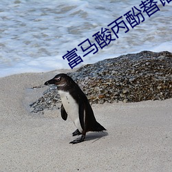 富(fù)马酸(suān)丙酚替诺福韦片(piàn)特立晖