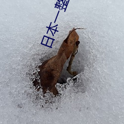 日本(本)一(一)整集(集)都(都)在做(做)的(的)剧