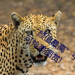“顔值最高”引退!22歲超正人間尤物楓可憐美圖賞!