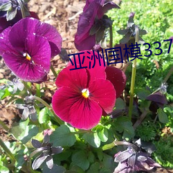亚(yà)洲(zhōu)国模337P人艺体艺术