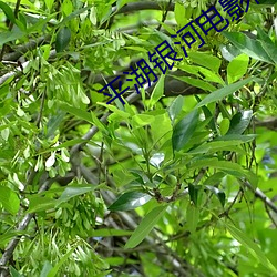 平湖银河电影院