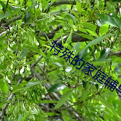 特殊的家庭辅导