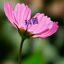 科普(pǔ)