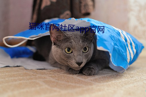 猫咪官网(網)社区app官网