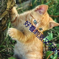 好看(看)刺激(激)又(又)不封号的(的)视(視)频