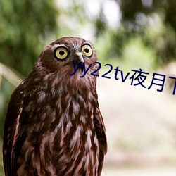 yy22tv夜月下載