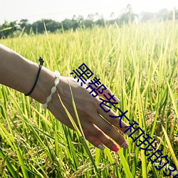 黑帮老大和我的365日第二 （错时）
