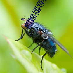 媚娘福导福航