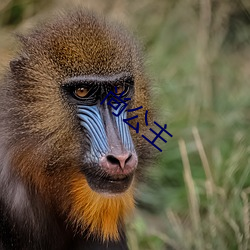 尚公主(主)
