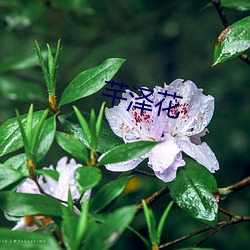 芊澤花