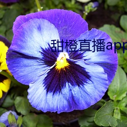 甜橙直(zhí)播app下载苹果