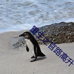 重生之官路高升