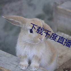 下载千度直播APP （风僝雨僽）