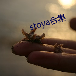 stoya合集