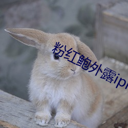 粉红鲍外露iphone403