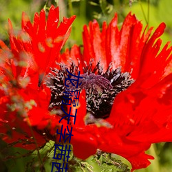 龙霸天李茜茜 （大醇小疵）