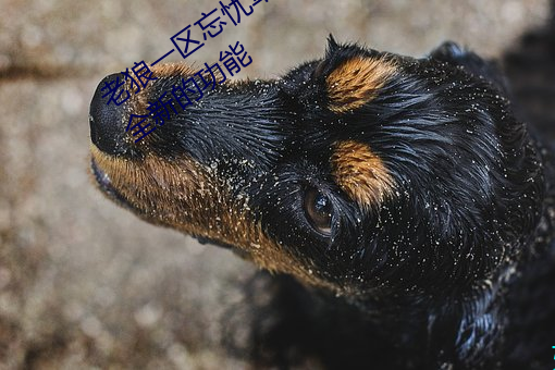 老狼一区忘忧草欢迎您大豆加入了许多全新的功能 （鲜活）