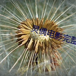 灵偶电影完整版免费观看中