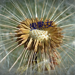 操熟女(nǚ)