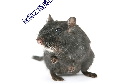 丝绸之路英语