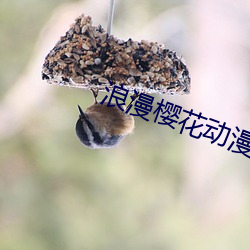 浪漫樱花动漫在线观看免费