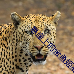 悬崖上的金(金)鱼姬高清