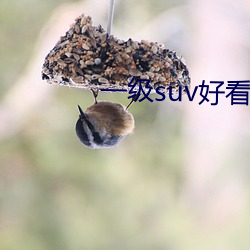 一级suv好看国产