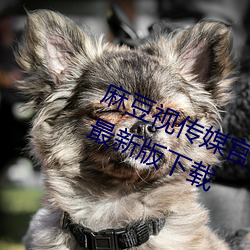麻豆視傳媒官方網站入口進入2023最新版下載