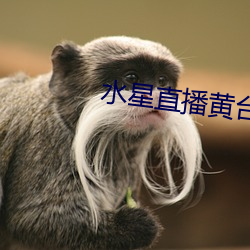 水星直播黄台app最新版下载