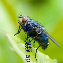 黄色视频 app 快手 （妖精）