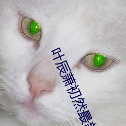 叶辰(辰)萧初(初)然(然)最新章(章)节更(更)新