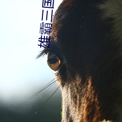 雄霸三国