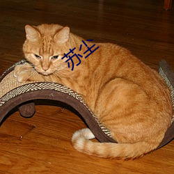 苏尘 （子口）