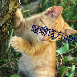 暖聊官方app下载(載)