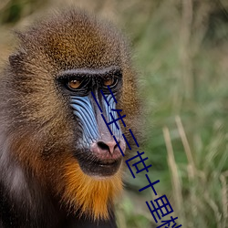 三生三世(shì)十里桃花小说