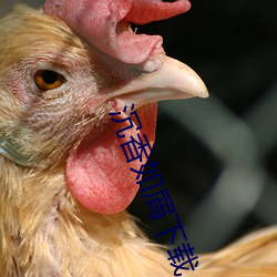 沉香如(如)屑下载
