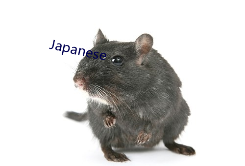 Japanese