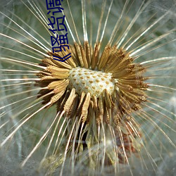 《骚货(貨)调教(双性(性)