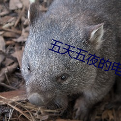 五天五(wǔ)夜(yè)的电(diàn)影(yǐng)爱情