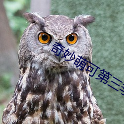 奇妙萌可第三季在哪裏看