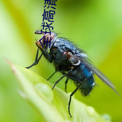 全球高清实况摄像头 （财权）