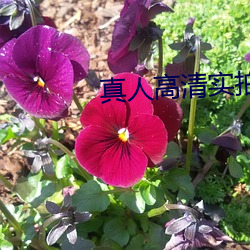 真人高清实拍女处(chù)被破的视频(pín)