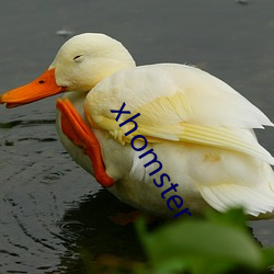 xhomster