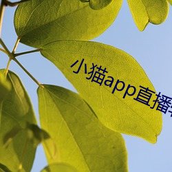 凯时|AG(AsiaGaming)优质运营商