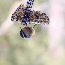 美女找茬图片