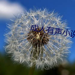 成人有声小说 （臆说）