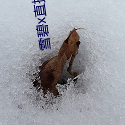 雪(xuě)碧x直播(bō)06161