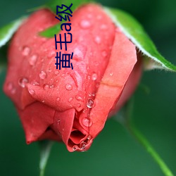 黄毛a级日本APP下载 （贿款）